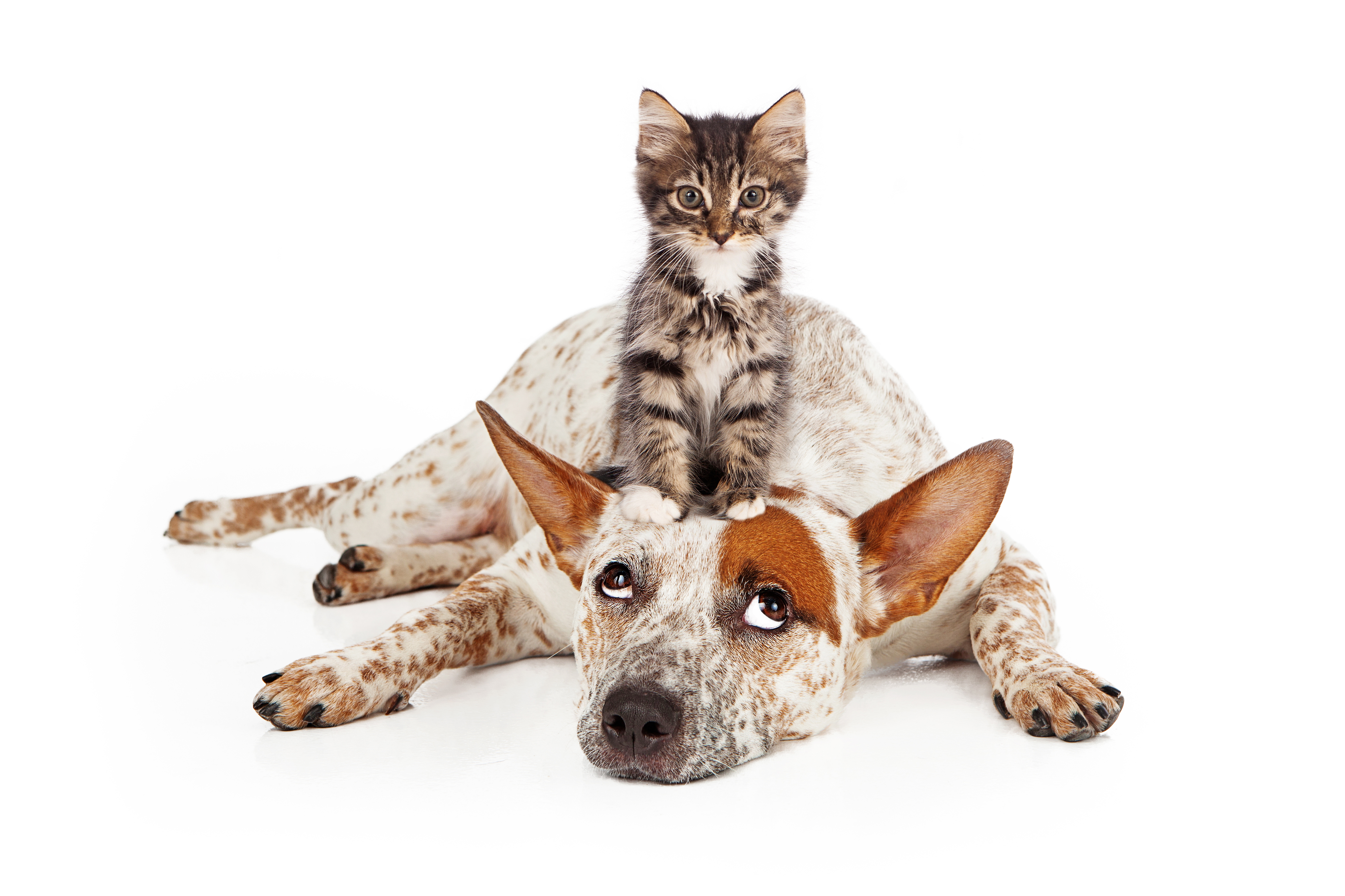 Cattle Dog and Cute Kitten